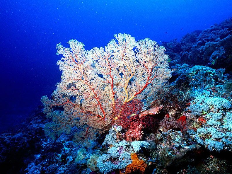 Gorgonian Sea Fan